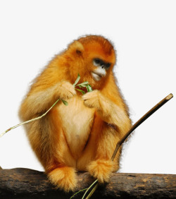 金猴野生动物高清图片