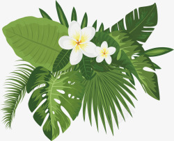热带花朵标题框白色花朵标题框高清图片
