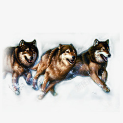 狼群背景奔跑的狼群高清图片
