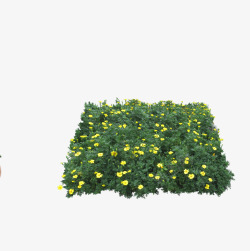 花奔盆栽植物高清图片