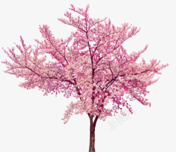 粉色樱花树唯美樱花树高清图片