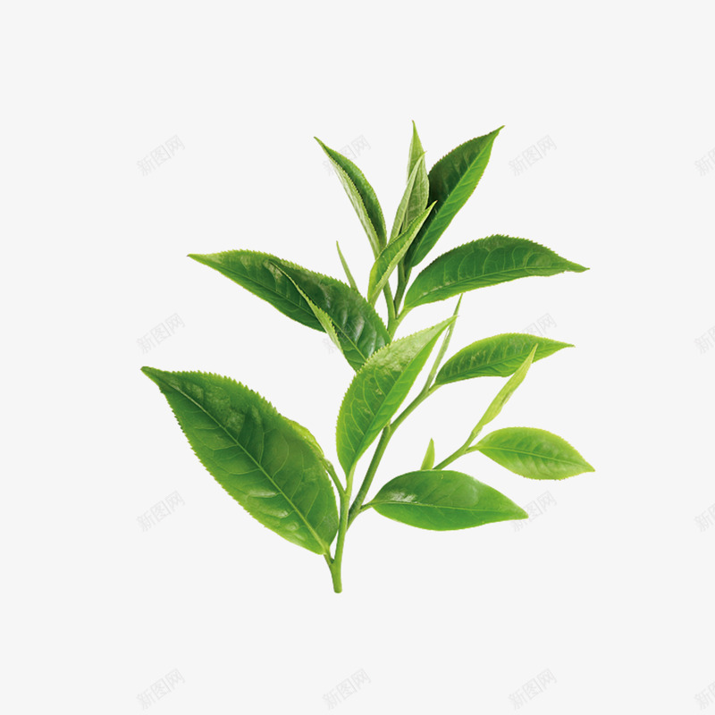 绿色植物茶叶png免抠素材_88icon https://88icon.com 广告海报宣传PNG素材 茶会 茶叶 茶饮品PNG素材 茶饮料 餐饮广告png素材