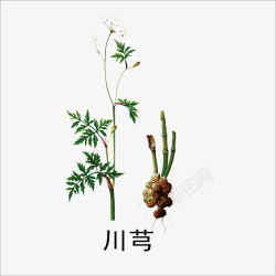 彩色版川芎高清图片