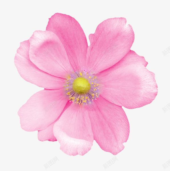 手绘花卉画png免抠素材_88icon https://88icon.com ps花草素材 卡通装饰图片 手绘装饰 花卉画 花卉矢量 花卉矢量素材 花草图片素材