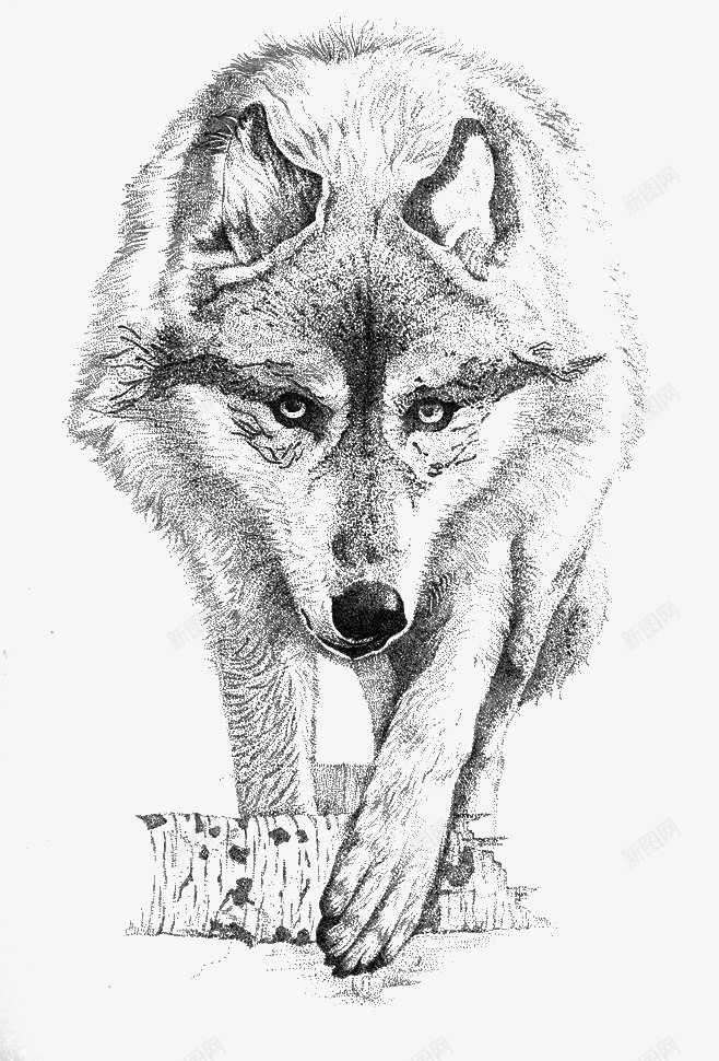 手绘的狼png免抠素材_88icon https://88icon.com PNG图形 凶恶 动物 头狼 手绘 独狼 狼 素描 装饰 黑白野狼