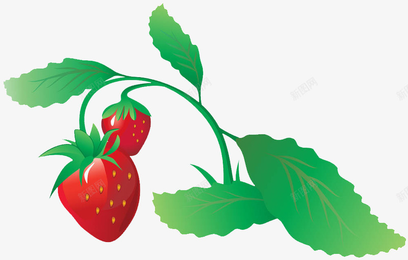 草莓果实与叶子png免抠素材_88icon https://88icon.com 丰收 叶子 手绘 春天 果实 果实与叶子 结果 草莓 草莓果实 草莓树 草莓树叶子