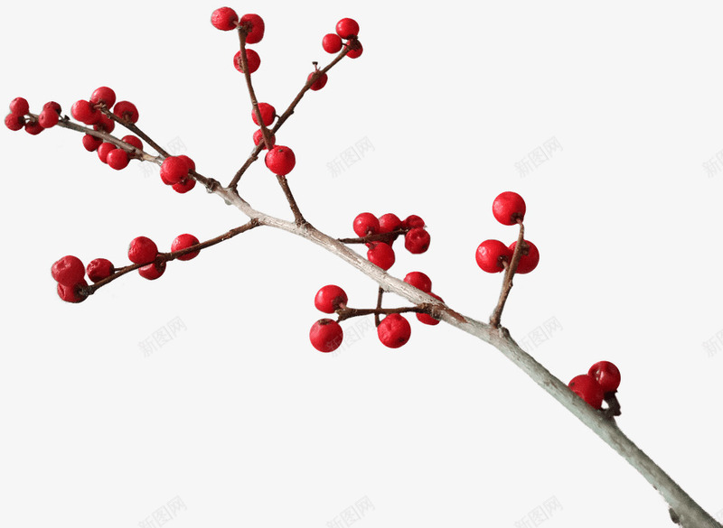 枝干上的红果png免抠素材_88icon https://88icon.com 卡通 手绘 果子 枝干 树枝 水果 简图 红色