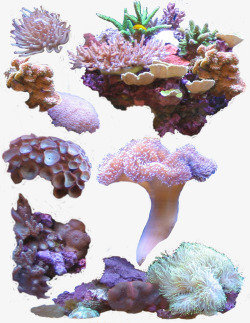 海底的植物海底珊瑚植物高清图片