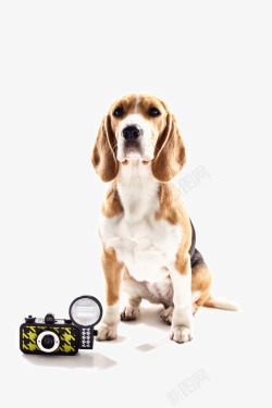 玩耍的狗狗可爱的宠物狗写真高清图片