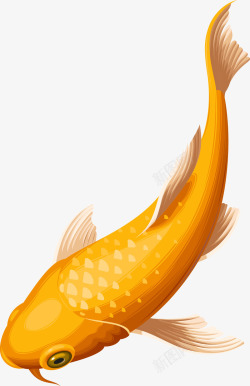 可爱鲤鱼创意黄色鲤鱼图高清图片