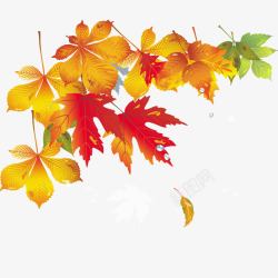 秋季主题红色枫叶高清图片