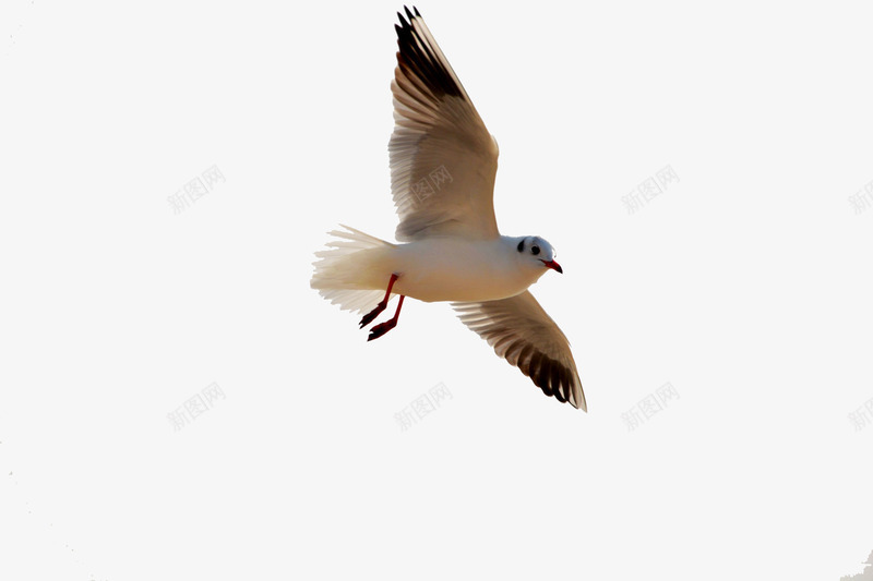飞翔的海鸥png免抠素材_88icon https://88icon.com 展翅飞翔 海鸟 白色 自由