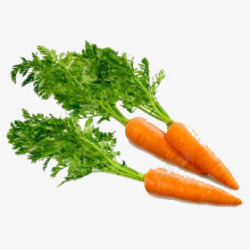 胡萝卜叶简笔画胡萝卜蔬菜维生素新鲜高清图片