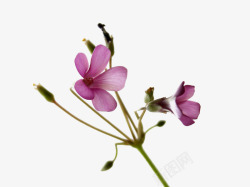 紫色花文艺范素材