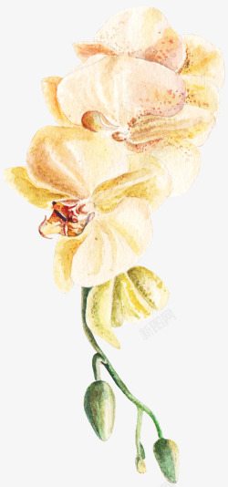 手绘卡通装饰花瓣花草装饰海报设素材