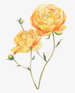 玫瑰花苞黄色的牡丹花高清图片