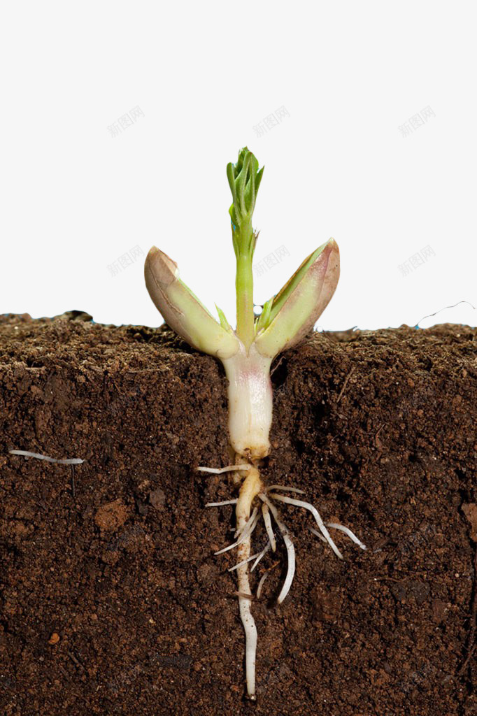 土壤里的植物小芽png免抠素材_88icon https://88icon.com 土地 土壤 土壤剖面 小芽 植物 横剖面 泥土