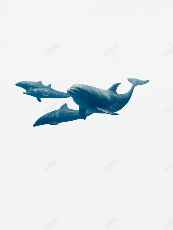 摄影生活在深海的海豚png免抠素材_88icon https://88icon.com 摄影 海豚 深海 生活
