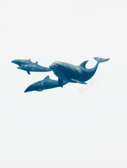 摄影生活在深海的海豚素材