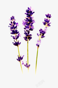 紫色的蝴蝶兰薰衣草高清图片