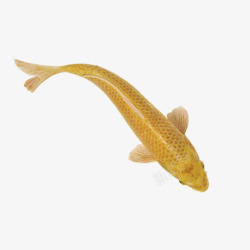 金色锦鲤免抠金色鲤鱼高清图片