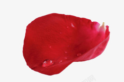 落地花瓣红色花瓣与露珠高清图片