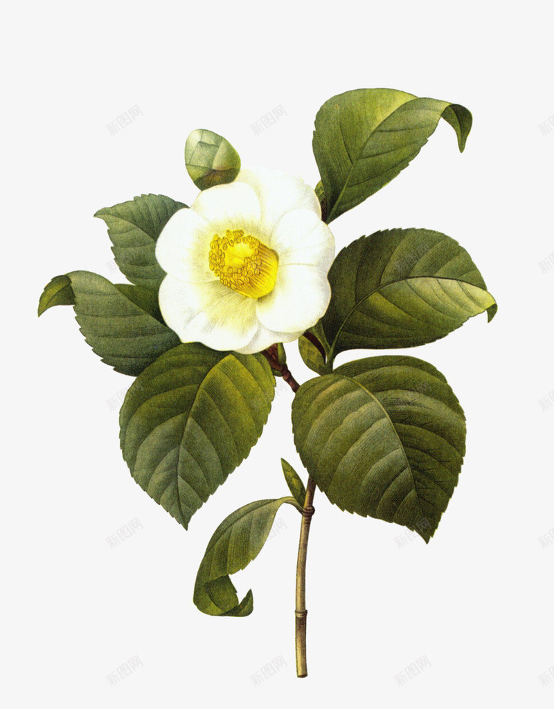 山茶果植物png免抠素材_88icon https://88icon.com 叶子 山茶果 山茶花 开花的山茶树 彩绘 绿色 花朵