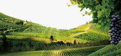 葡萄酒背景葡萄酒庄园景观图高清图片
