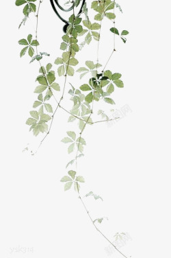 植物造型图片创意手绘古风植物造型高清图片
