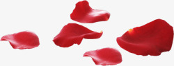 红色飘零的花瓣素材