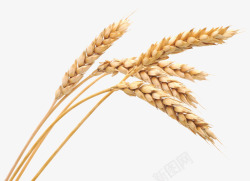 成熟小麦效果图小麦植物成熟五谷高清图片