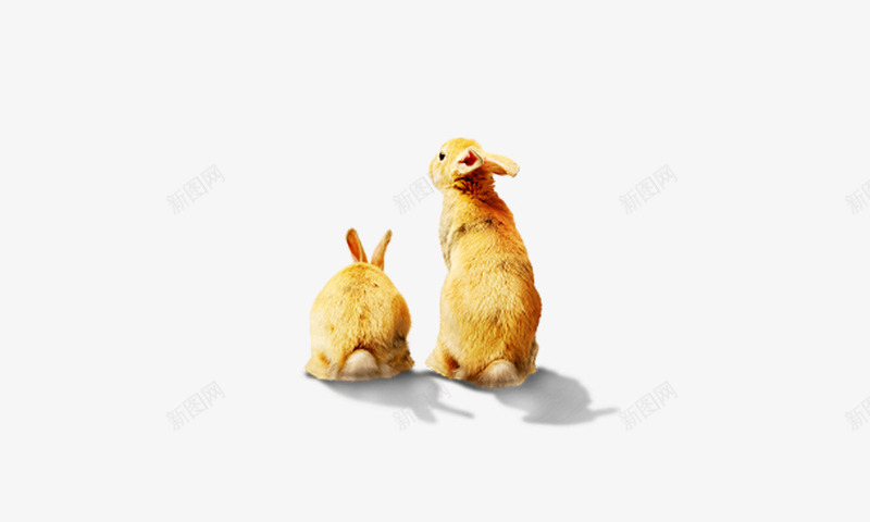 兔子背影png免抠素材_88icon https://88icon.com q版兔子 两只兔子 兔子 兔子png 兔子png素材 兔子免抠 兔子免抠素材 动物 卡通兔子 小白兔 棕色兔子免抠素材 背影 野兔