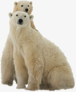 坐着的熊两只北极熊高清图片