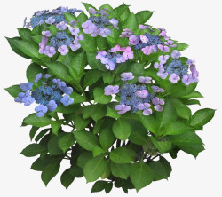 绿色叶子蓝色花朵素材