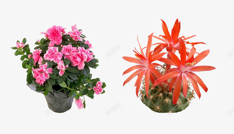 植物盆栽花草景观png免抠素材_88icon https://88icon.com 室内 春 景观 植物 盆栽 绿色 自然 花草