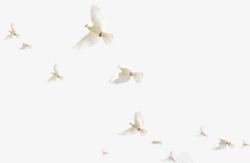 成群飞翔和平鸽效果拍摄图素材
