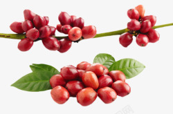 咖啡属红色成熟光滑的咖啡果实物高清图片