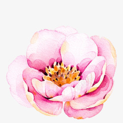 水彩手绘粉色好看的花素材