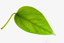 带水珠的叶子素材