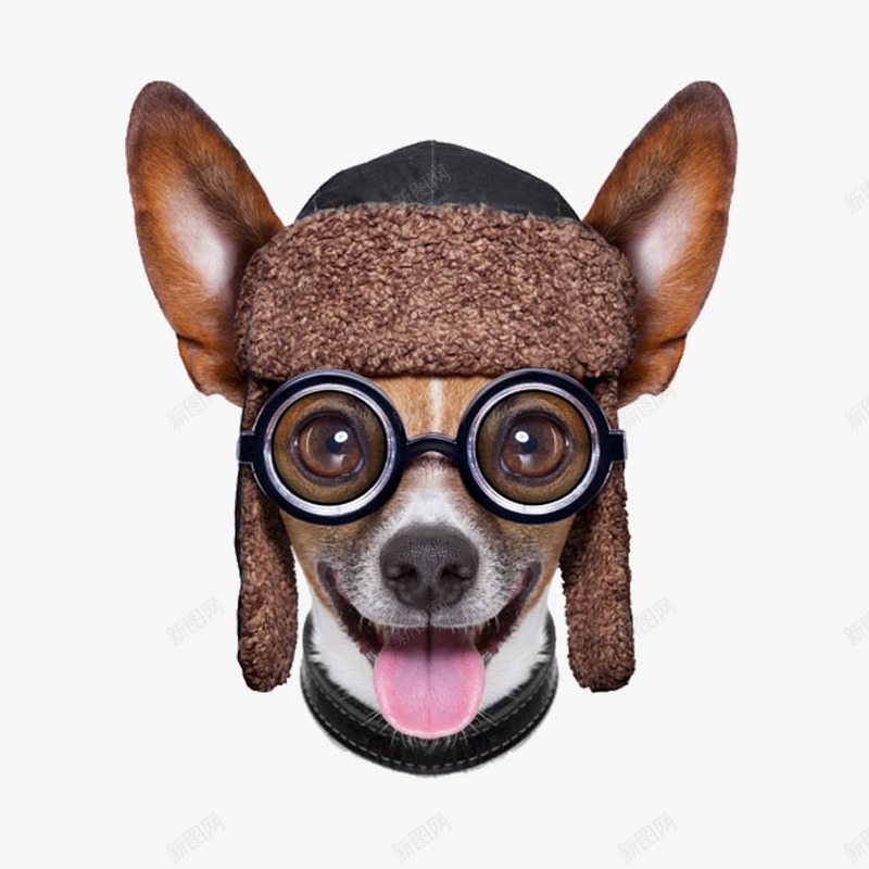 戴眼镜的小狗png免抠素材_88icon https://88icon.com 小狗 帽子 眼镜