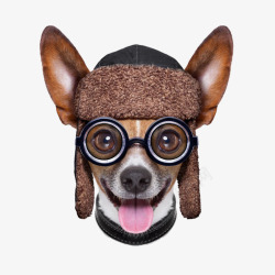 戴眼镜的小狗素材