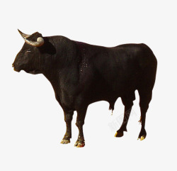 放牧高原牛大黑牛高清图片