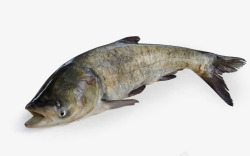 胖头鱼鳙鱼胖头鱼水产大型鱼高清图片