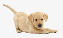小狗幼犬实物可爱黄色幼犬拉布拉多高清图片