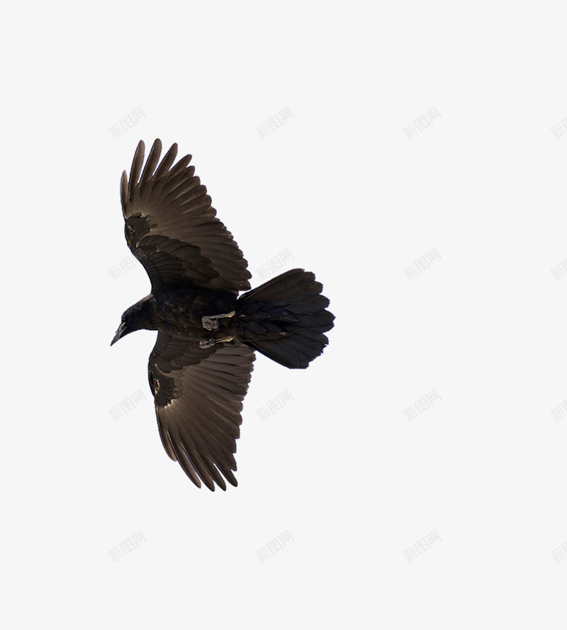 飞行的乌鸦png免抠素材_88icon https://88icon.com 乌鸦 乌鸦飞过 展开翅膀的乌鸦 飞行 鸟