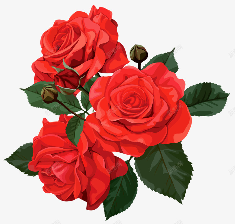 红色带刺玫瑰png免抠素材_88icon https://88icon.com 手绘带刺的玫瑰 手绘玫瑰花 爱情 玫瑰叶子 玫瑰红色 玫瑰花开 绿叶 美丽的鲜花 花朵 花朵盛开 鲜花