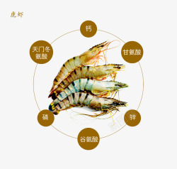 大虎虾虎虾高清图片