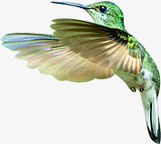 绿色展翅蜂鸟素材