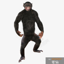猴子动物站立猩猩人猿素材
