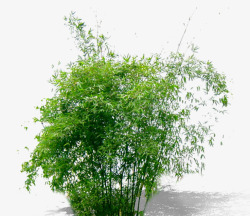 绿色竹子竹筒背景绿色植物高清图片